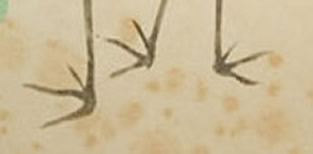 Cranes feet